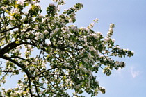 blühender Apfelbaum