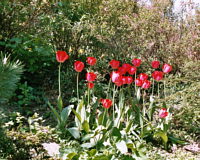 rote Tulpen