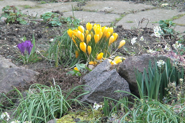 Garten Im Februar