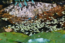 Libellen über dem Teich