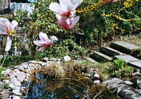 Magnolie am Teich