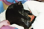 Völlig erschöpfte Katzenmama mit ihren 5 kleinen Babies