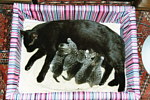 Fünf Katzenbabies