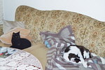 Das Sofa ist selbstverständlich für die Katzen reserviert