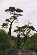 Strae nach East Chinnock
