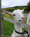 Glckliche Ziege