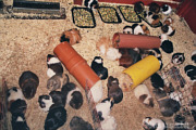 Wuselnde Meerschweinschen