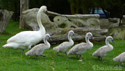 Schwanenfamilien