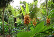 Beeindruckende exotische Gewchse