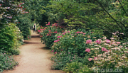 Eine Hortensien-Allee zum neidisch werden