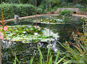 Goldfischteich