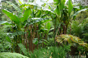 Urwald in Cornwall