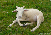 Kleines Lamm