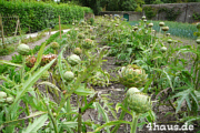 Artischocken im Garten