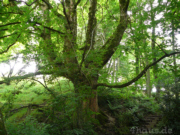 ururalter Baum
