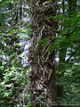 gefesselter Baum