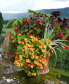 Fuchsien zum Beneiden
