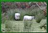 Weiße Schafe auf grüner Wiese unter roten Fuchsien