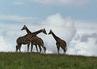 Fota