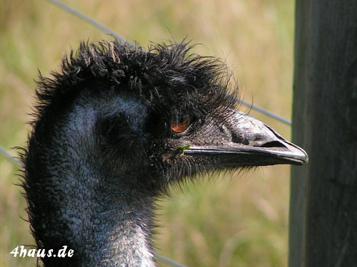 Emu