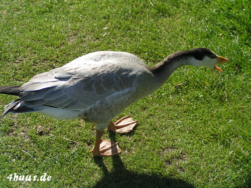 fauchende Gans