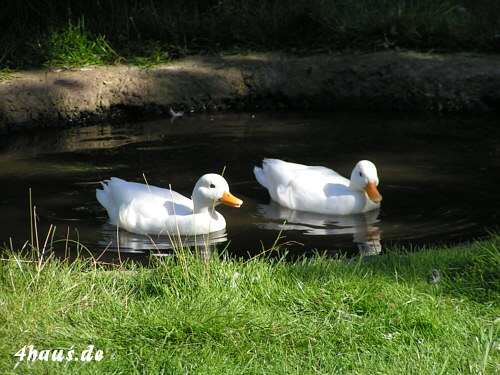 Enten