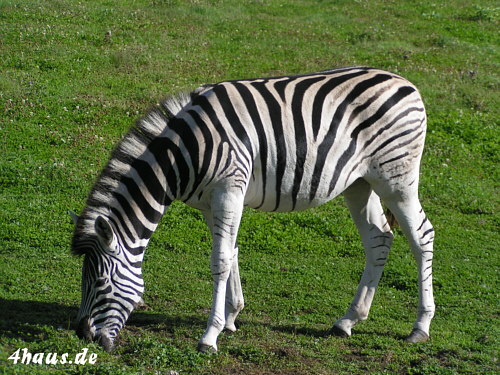 Zebra