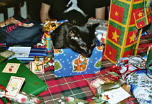 Katze im Geschenkkarton